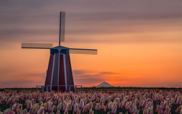 4K Ultra HD wallpaper showing a man-made windmill standing tall amid a field of flowers at sunset with a colorful sky in the background.