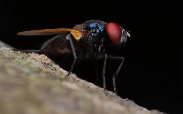 macro insect Animal fly HD Desktop Wallpaper | Background Image