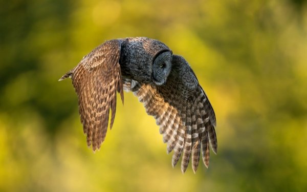 Animal Owl Birds Owls Bird Flight HD Wallpaper | Background Image
