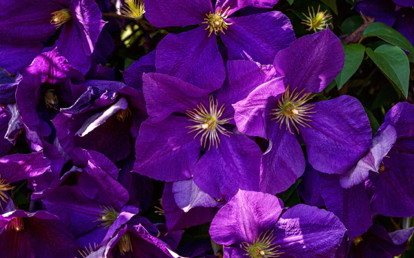 nature clematis HD Desktop Wallpaper | Background Image