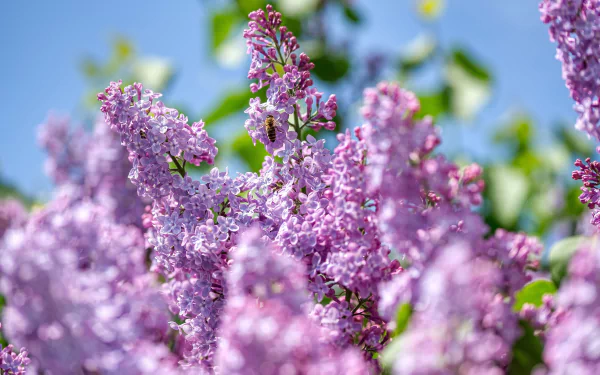 A vibrant 4K Ultra HD wallpaper showing a bee gathering nectar from blooming lilac flowers in a bright natural setting.