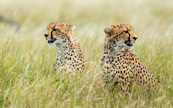 Two cheetahs sit alert in tall grass, captured in vivid detail for a 4K Ultra HD PC desktop wallpaper and background.