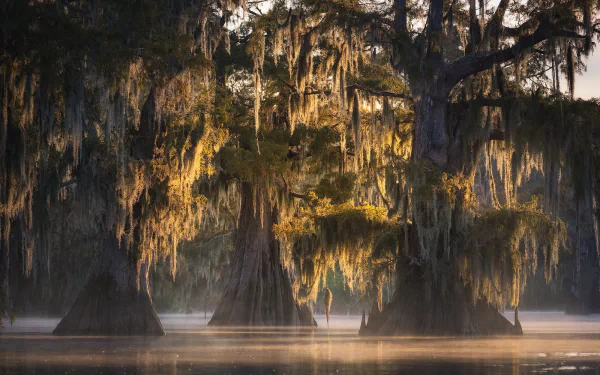 cypress moss louisiana swamp nature tree HD Desktop Wallpaper | Background Image
