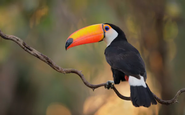 bird Animal toucan HD Desktop Wallpaper | Background Image