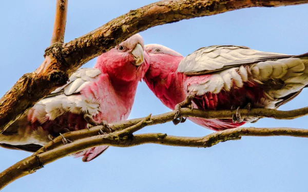 parrot bird Animal Galah HD Desktop Wallpaper | Background Image