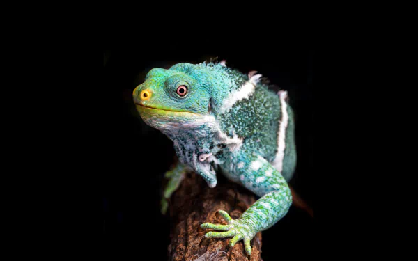 Animal iguana HD Desktop Wallpaper | Background Image