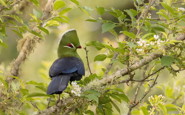 Turaco (animal) perched on a mossy branch amid green leaves and white blossoms — vibrant bird in nature; HD PC desktop wallpaper and background.