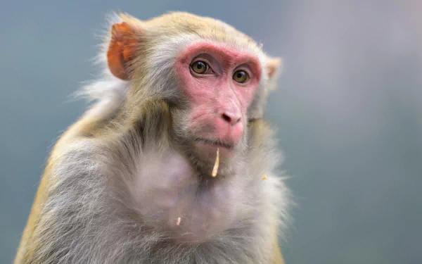 rhesus macaque monkey Animal macaque HD Desktop Wallpaper | Background Image