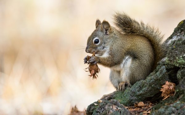 Animal Squirrel Rodent HD Wallpaper | Background Image