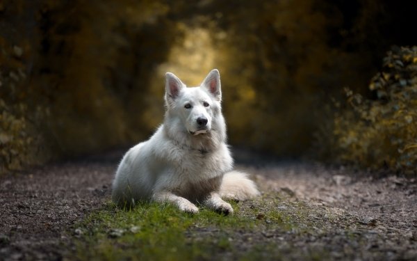 Animal White Shepherd Dogs Dog Depth Of Field HD Wallpaper | Background Image