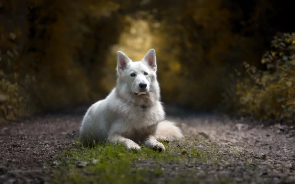 White Shepherd dog lying on a forest path with shallow depth of field and moody bokeh background — HD PC desktop wallpaper/background.