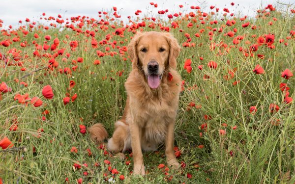 Animal Golden Retriever Dogs Labrador Retriever Dog Poppy Red Flower HD Wallpaper | Background Image