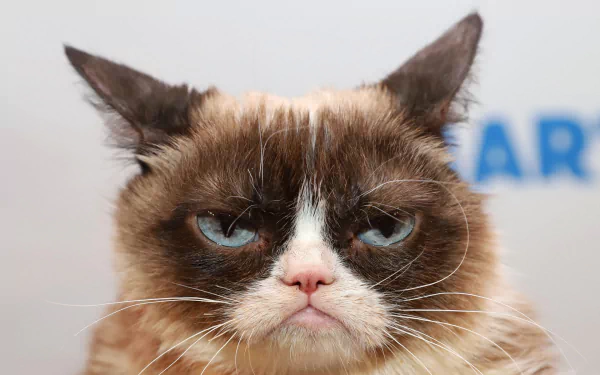 grumpy cat Animal cat HD Desktop Wallpaper | Background Image