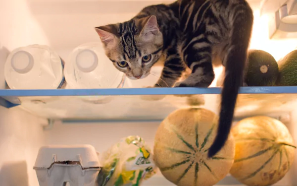 HD PC desktop wallpaper of a tabby cat kitten, a baby animal, staring down from a shelf at melons and eggs — cat/Animal with an intent stare.