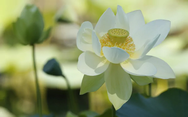 Close-up of a white lotus flower in bloom with soft green foliage in the background, captured in vibrant detail as a 4K Ultra HD nature desktop wallpaper.
