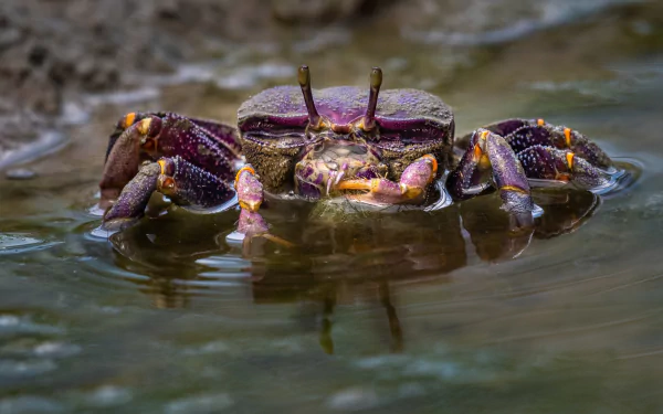 Animal crab HD Desktop Wallpaper | Background Image