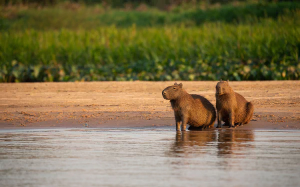 HD desktop wallpaper featuring two capybaras, rodents, standing in shallow water with lush greenery in the background.