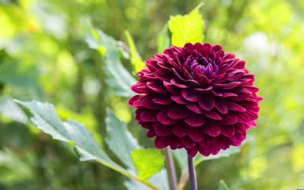Close-up of a deep magenta dahlia bloom against blurred green foliage, a flower nature scene — 4K Ultra HD PC desktop wallpaper background.