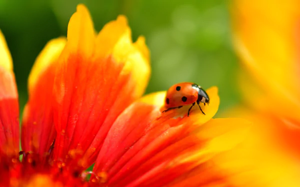 Macro shot of a ladybug on a red-orange gaillardia flower with soft green bokeh, a vivid 4K Ultra HD PC desktop wallpaper background.