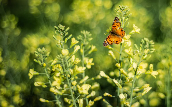 rapeseed flower Animal butterfly HD Desktop Wallpaper | Background Image