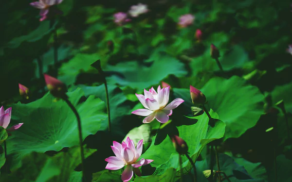 4K Ultra HD PC desktop wallpaper/background: pink lotus flowers and buds amid broad green leaves in a lush nature scene.
