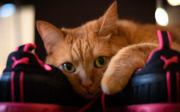 sneakers muzzle Animal cat HD Desktop Wallpaper | Background Image