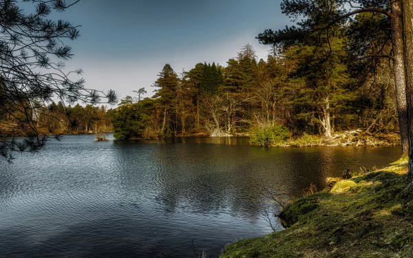 pine tree forest nature river HD Desktop Wallpaper | Background Image