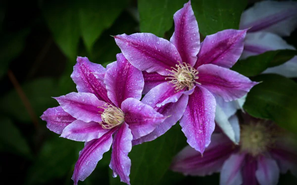 flower nature clematis HD Desktop Wallpaper | Background Image