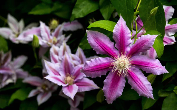 flower nature clematis HD Desktop Wallpaper | Background Image