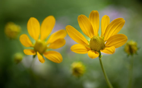 flower rudbeckia macro nature black-eyed susan HD Desktop Wallpaper | Background Image