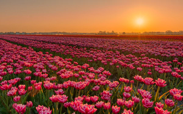 A vibrant 4K Ultra HD desktop wallpaper showcasing a tulip plantation at sunset, with rows of blooming flowers stretching across a vast field under a warm orange sky.