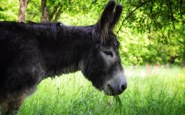 profile muzzle grass Animal donkey HD Desktop Wallpaper | Background Image