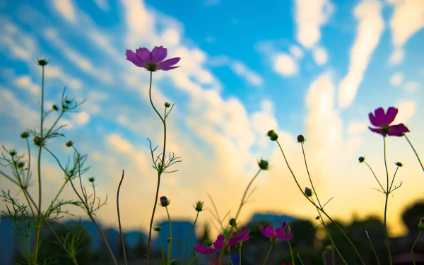 flower nature Cosmos (Plant) HD Desktop Wallpaper | Background Image