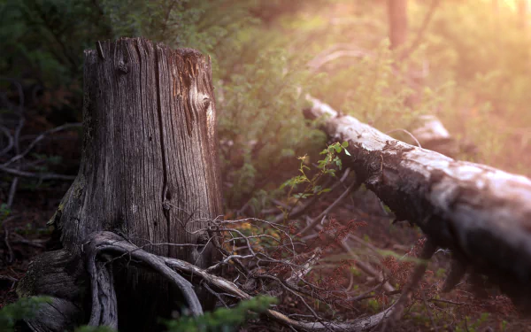 nature outdoor tree HD Desktop Wallpaper | Background Image