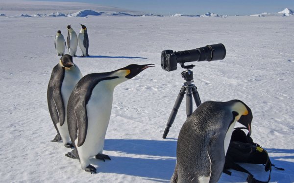 Animal Emperor Penguin Birds Penguins Camera Antarctica Penguin HD Wallpaper | Background Image