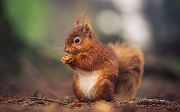 Animal Squirrel HD Wallpaper | Background Image