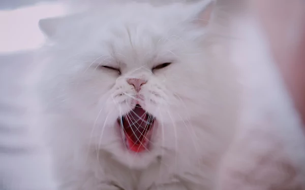 yawn persian cat Animal cat HD Desktop Wallpaper | Background Image