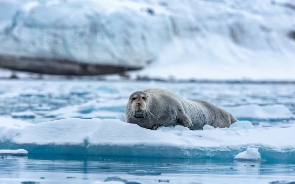 4K Ultra HD desktop wallpaper featuring a seal resting on icy terrain surrounded by cold Arctic waters and snow-covered ice formations.