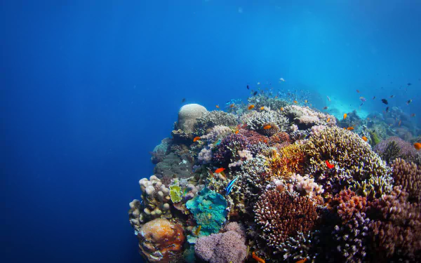underwater fish Animal coral HD Desktop Wallpaper | Background Image