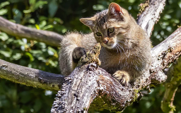 Animal wildcat HD Desktop Wallpaper | Background Image