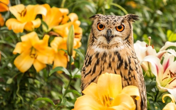Animal Owl Birds Owls Bird Yellow Flower HD Wallpaper | Background Image