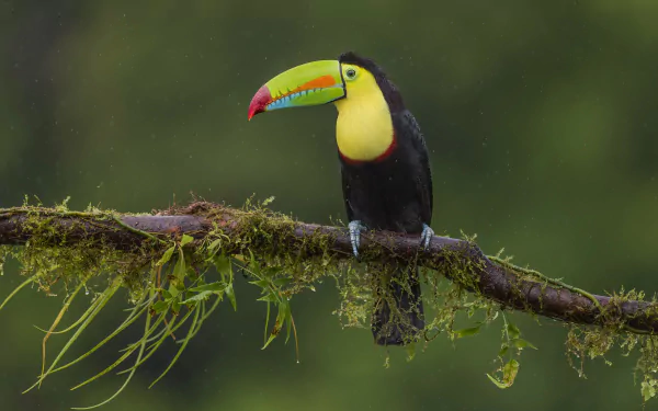 bird Animal toucan HD Desktop Wallpaper | Background Image