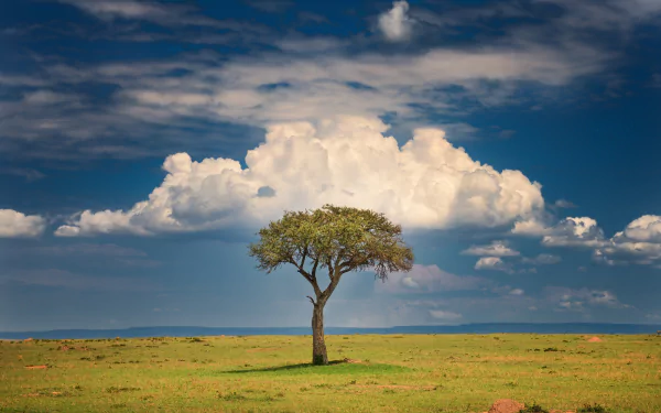 nature Kenya savanna cloud tree HD Desktop Wallpaper | Background Image