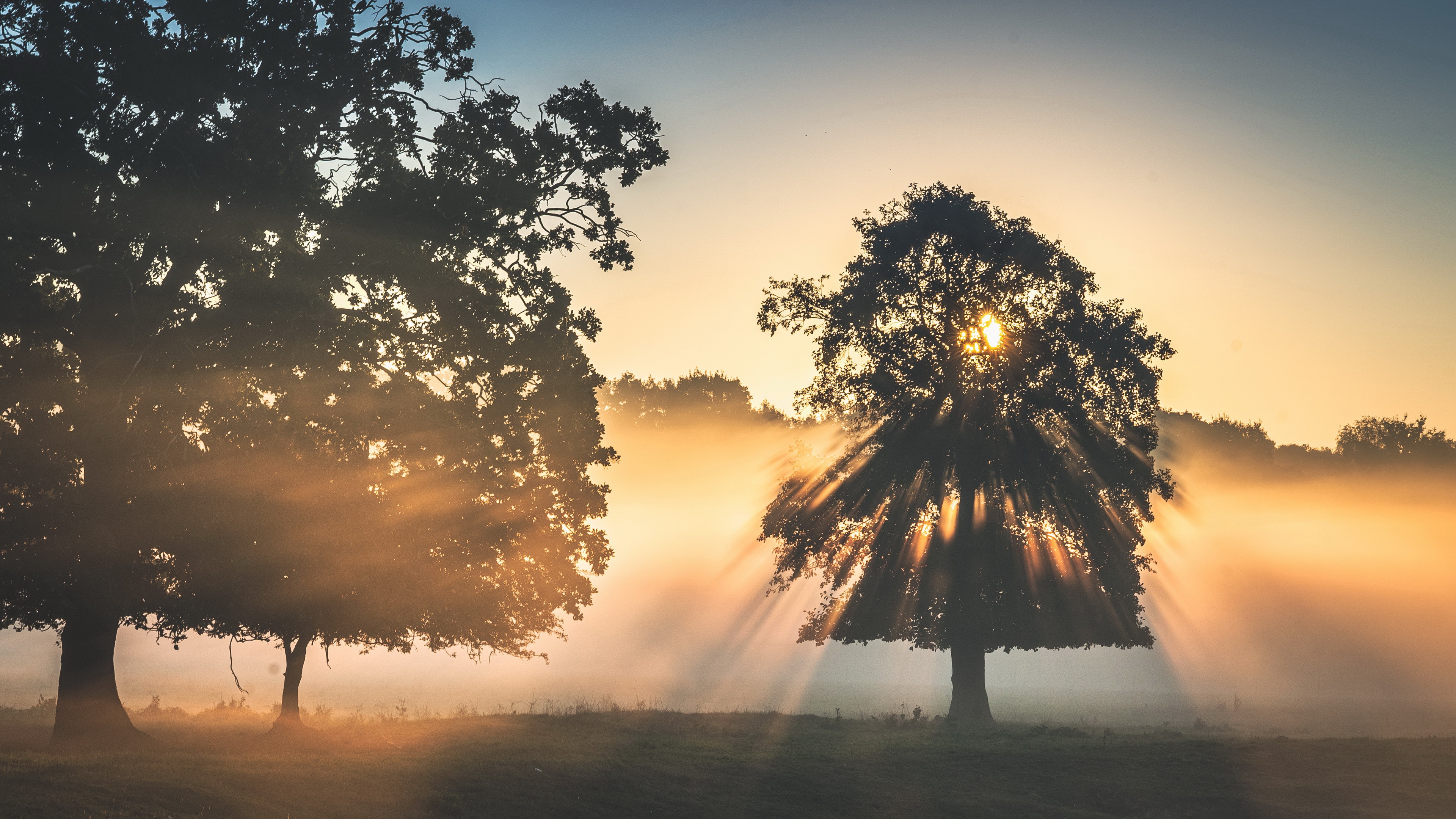 Download Nature Tree Fog Sunset Sunbeam 4k Ultra HD Wallpaper
