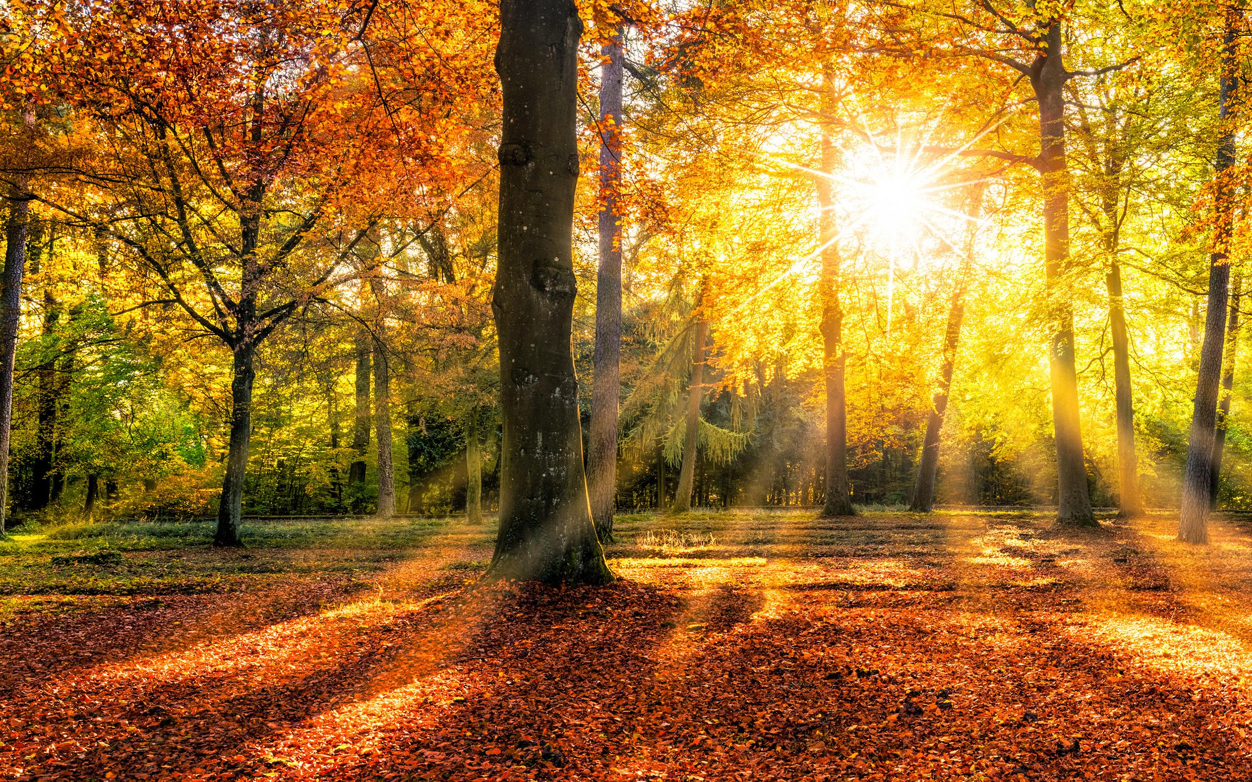 Herbst Desktop Hintergrund HD