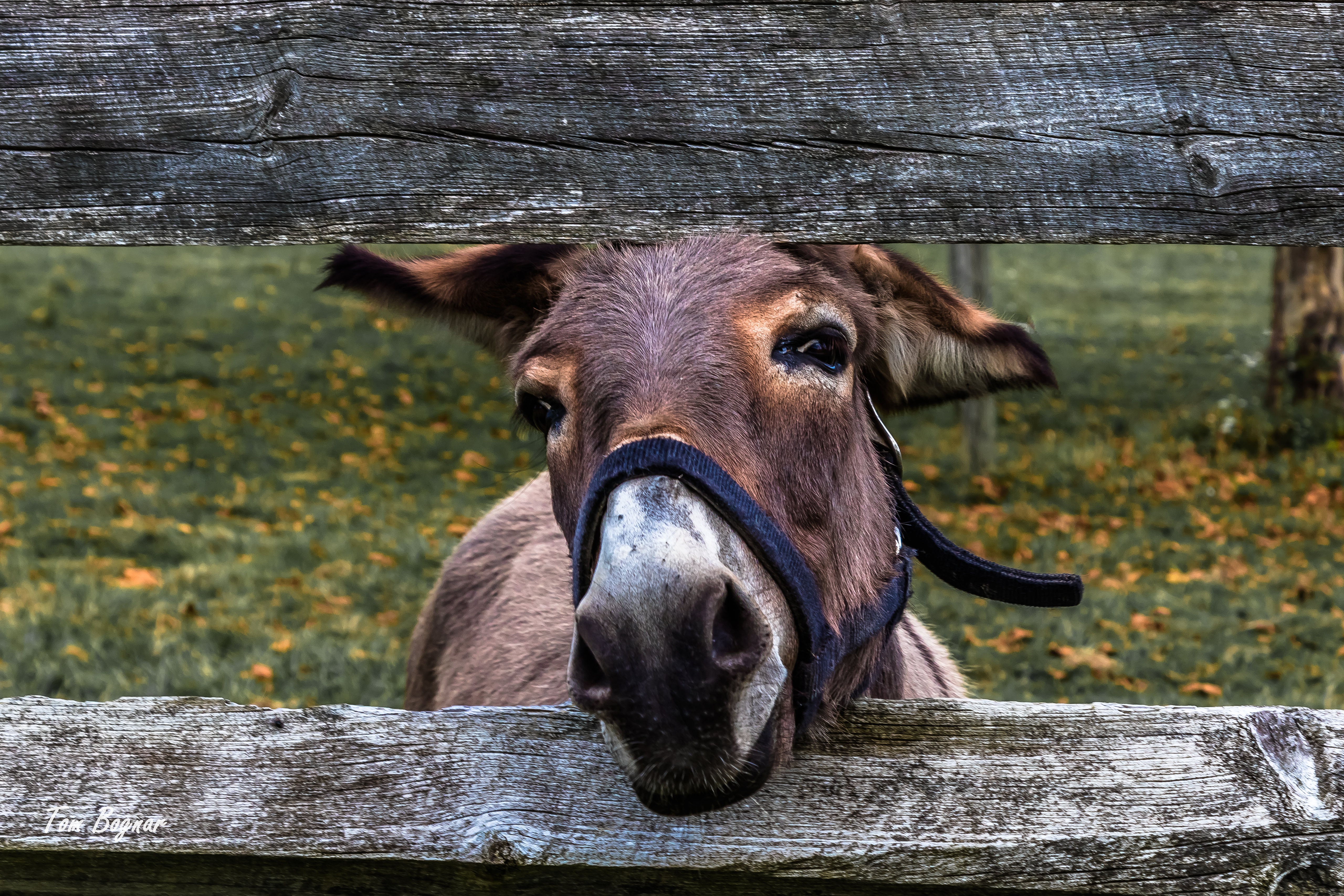 Animal Donkey HD Wallpaper | Background Image