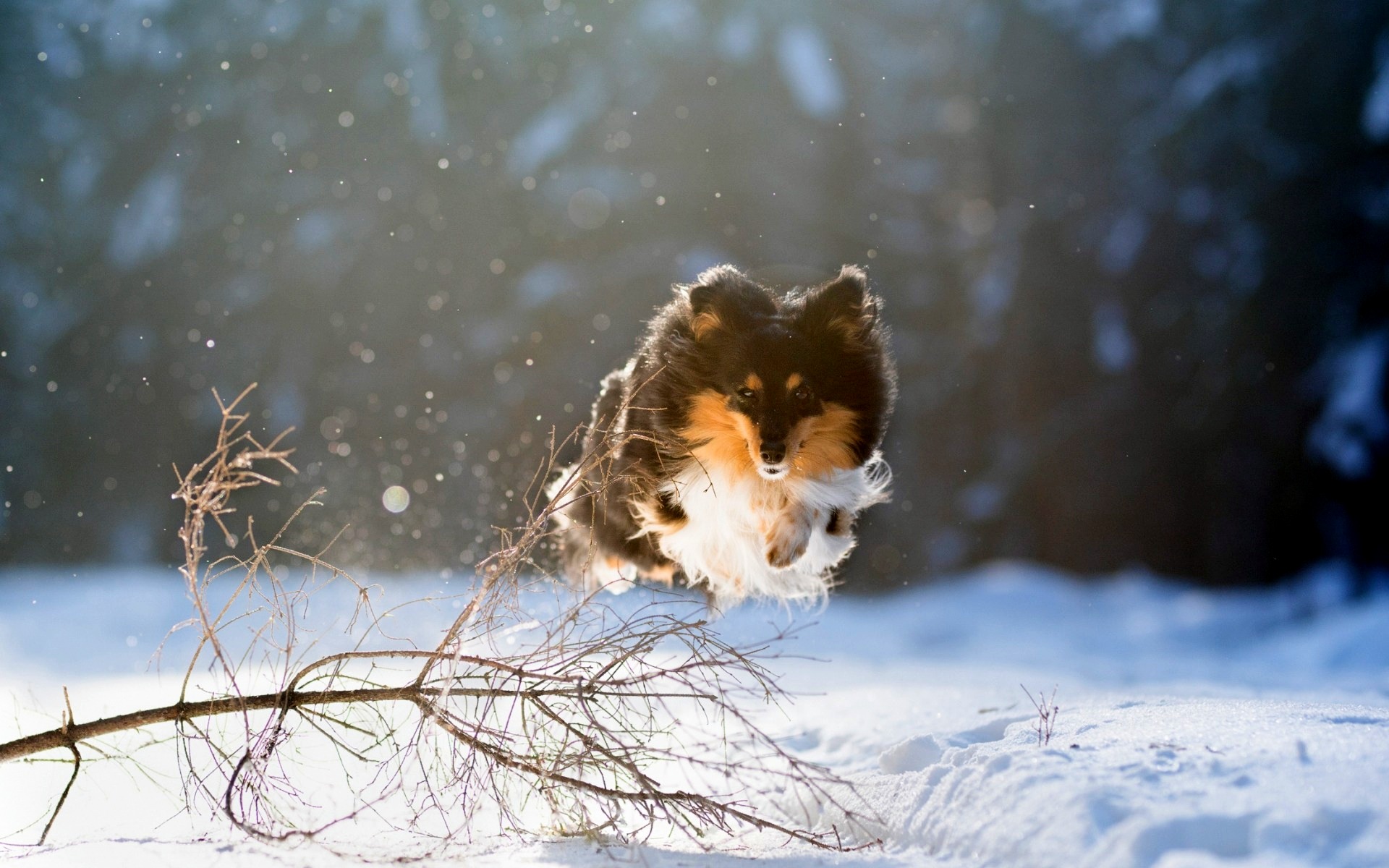 Download Snow Winter Dog Animal Shetland Sheepdog HD Wallpaper