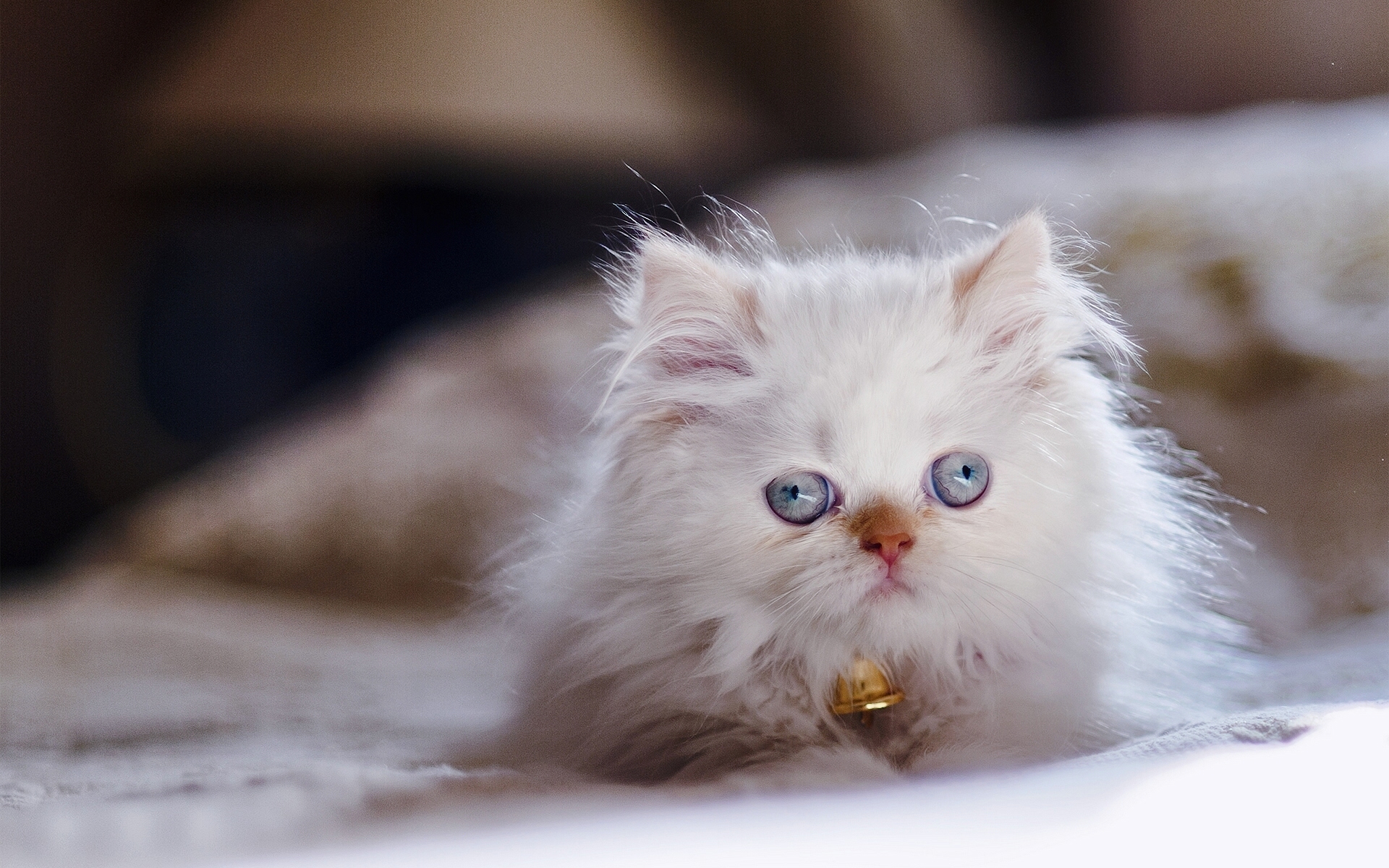 Animal Persian cat HD Wallpaper | Background Image