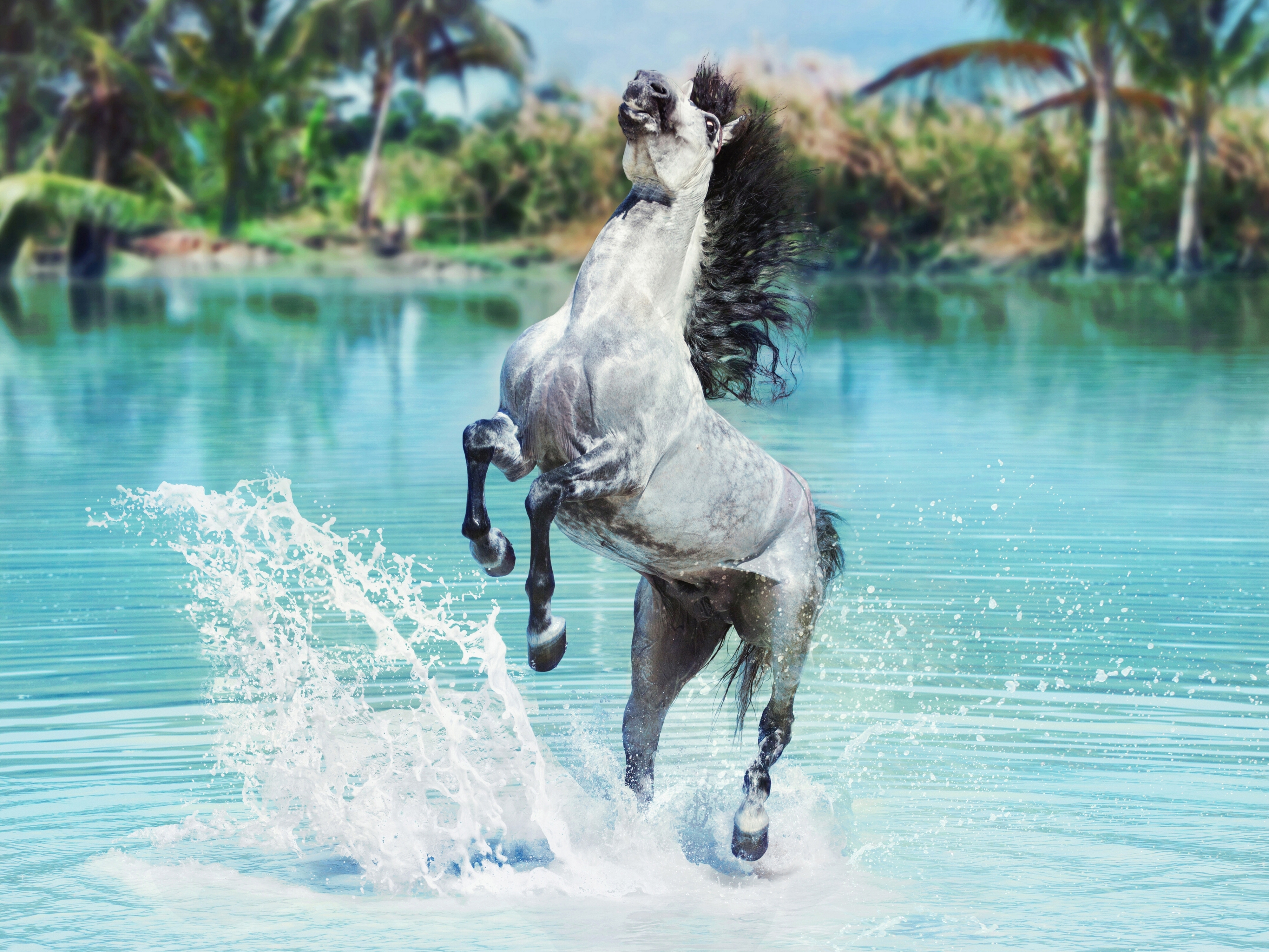 Horse 4k Ultra HD Wallpaper Background Image 4000x3000 ID1108771