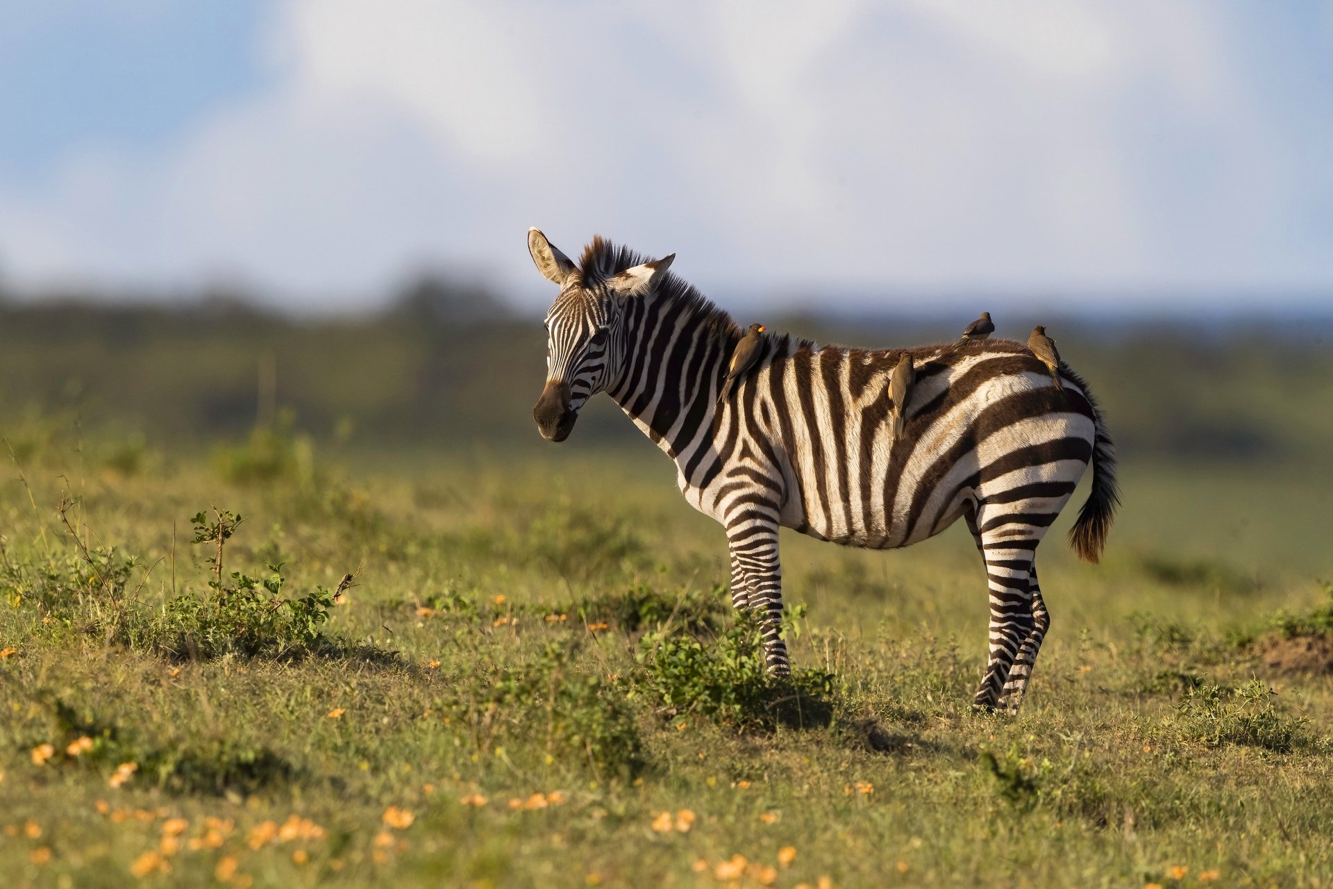 4K Ultra HD PC desktop wallpaper showing a zebra (animal) standing on sunlit grassland, black-and-white stripes against a blurred savanna horizon.